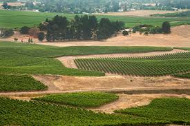 The 2018 growing season in the russian river valley was slow and steady, starting off this cooler weather pattern led to a long flowering period, but fruit set was not impacted and the resulting as a result, our 2018 russian river valley pinot noir has a wonderfully ripe profile with intensity and a. Gary Farrell Winery Russian River Selection Pinot Noir 2018 Vintus