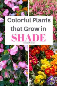 Search for shade annual plants. The 10 Best Plants That Grow In Shade Plants That Love Shade Colorful Plants Beautiful Flowers Garden