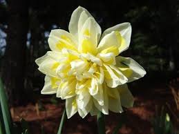 Irene Copeland Double Daffodil Unusual Flowers Daffodils Spring Perennials