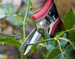 Check spelling or type a new query. Must Have Pruning Tools For Gardeners Garden Gate