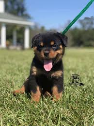 Look at pictures of puppies in salem who need a home. Mini Rottweiler Chihuahua