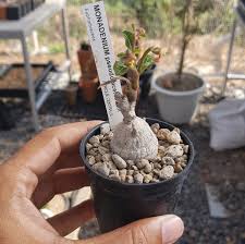 Image result for Monadenium pseudoracemosum