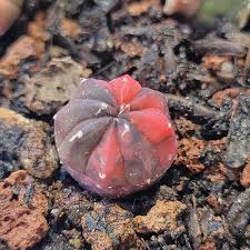 Image result for Thesium asterias