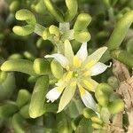 Image result for Zygophyllum cuneifolium