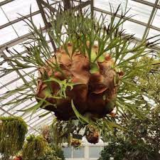 To grow staghorn ferns in baskets, begin by lining the basket with at least an inch (2.5 cm.) of moistened sphagnum moss, then fill the basket with a very well drained potting mix, such as one containing a mixture of equal parts bark chips, sphagnum moss and regular potting mix. How To Mount Staghorn Ferns For A Stunning Display Plant Talk