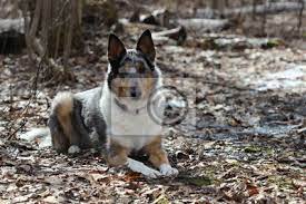 What country does she live in? Blue Merle Smooth Collie Fototapete Fototapeten Collie Terrier Stammbaum Myloview De