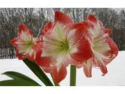 Note that this bulb is in a. Amaryllis Flowers Beautiful Pictures Romance Youtube