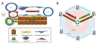 Check spelling or type a new query. Cells Free Full Text Signals And Cells Involved In Regulating Liver Regeneration