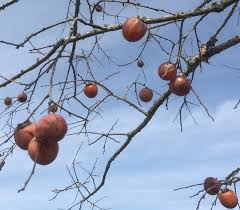 These persimmon seed are organic and possess a high germination rate. Foraging Texas Persimmon Virginian