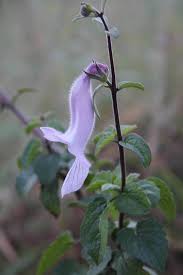 Image result for Pedaliaceae