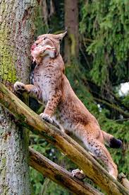 Sport, diamanten bruidsparen, gebeurtenissen op het gemeentehuis, muziek. De Lynx En Zijn Prooi Foto Van Geaveenstra Zoom Nl