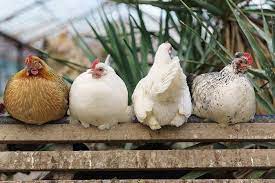 Maybe you would like to learn more about one of these? Best Beginner Chicken Breeds The Happy Chicken Coop