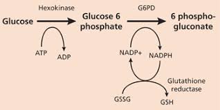 Diagnosis And Management Of G6pd Deficiency American