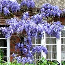 Http Www Cottagefarmsdirect Com Cfdimages Productimages Wisteria Blue Moon Png Glyzinie
