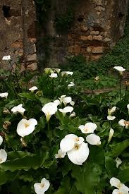 Of Little Black Dresses And Calla Lilies When Pigs Fly Calas Alcatraz Flor Jardines