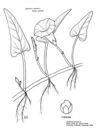 Image result for Ipomoea aquatica