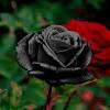 Choose from our handpicked collection of free, hd flower pictures and images. 1