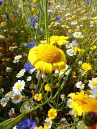 Image result for Glebionis