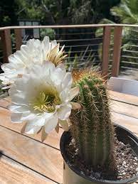 Grandiflorus has red flowers in summer, but forms with orange and yellow (t. Trichocereus Grandiflorus Hybrid Flowering Probably Not Active But I Though You Guys Would Appreciate It Either Way Sanpedrocactus