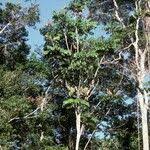 Image result for Carapa procera