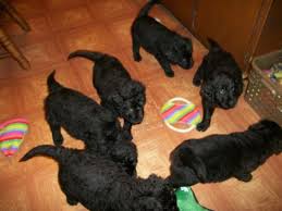 We are quality goldendoodle breeders. Ckc Goldendoodle Puppies For Sale In Marne Ohio Classified Americanlisted Com