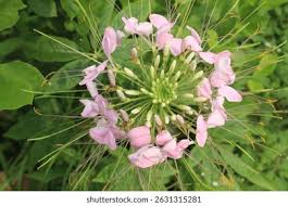 Image result for Cleome houtteana