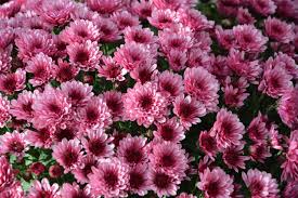 Mums add beautiful fall color. Mums Flowers Colors Pink Free Photo On Pixabay