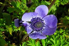 Free Image On Pixabay Anemone Flower Blue Garden Anemone Flower Anemone Flowers