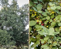 Image result for Berchemia zeyheri