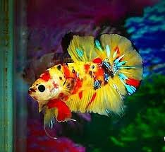 Betta Fish Cupang Indonesia Betta Fish Tank Pet Fish Betta Aquarium