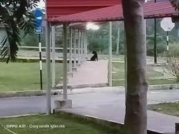 Select movie / all movies mortal kombat godzilla vs. Unusual Sighting Of A Black Panther Roaming On The Grounds Of Uitm Kuala Pilah World Of Buzz