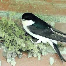 Wenn das nest fertig gebaut ist, sammeln sie halme und federn und polstern ihr nest damit von innen aus. Bruten An Der Hauswand Schwalmstadt