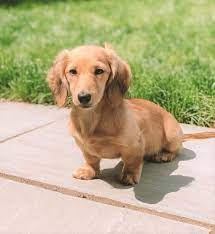 May 21, 2019 · so sorry about flossie mae. Long Haired Miniature Dachshund The Ultimate Purebred Icon