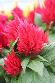Kelos Beekenkamp In 2020 Colorful Plants Plants Indoor Outdoor Plants