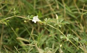 Image result for Ipomoea coptica