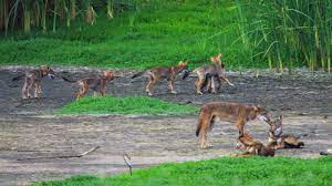There is some talk of reintroducing the mexican wolf but that idea is not very popular with most ranchers. Pack Of Wild Dogs In Texas Carry Dna Of Nearly Extinct Red Wolf Smart News Smithsonian Magazine