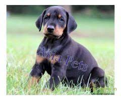 Doberman Puppy For Sale In Kathmandu Best Price In Nepal Doberman Puppies For Sale Doberman Puppy Puppies For Sale
