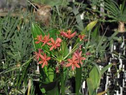 Image result for Scadoxus pole-evansii