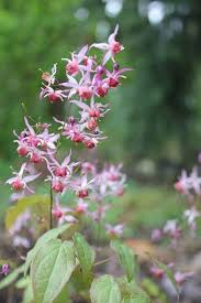 Pink Elf E Leptorrhizum X E Pubescens First Flush Of Leaves Emerge 5 Tall Dappled With Green Auburn Colors Topped With Very Floriforous Smal At Least