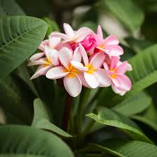 Image result for Plumeria rubra