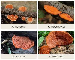 Image result for Pycnospora