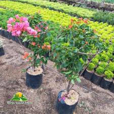 Taman tekno bsd city pusat bursa tanaman hias kav. Suplier Tanaman Hias