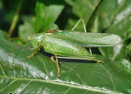 They cannot bite because they lack fangs. Tettigoniidae Wikipedia