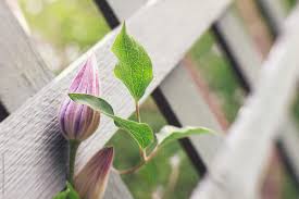 Check spelling or type a new query. Closeup Of Clematis Flower Bud On Lattice By Kerry Murphy