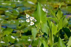 Image result for Loxogramme latifolia