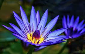 Blue Egyptian Water Lily Water Lily Blue Lotus Flower Water Lily Tattoos