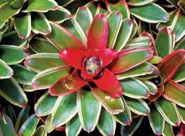 Sebenarnya banyak sekali jenis bunga yang memiliki beragam warna dan jenis yang bisa untuk mempercantik/memperindah. Lanny Rachmansyah Bela Koleksi Bromelia Langit Perempuan
