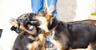 The oneisall durable dog toy is made for aggressive chewers with high quality nylon, perfect for your german shepherd. Are German Shepherd Puppies Hyper How To Calm Your Pup The German Shepherder