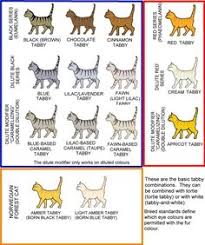 23 Best Cat Coat Patterns Images In 2019 Cat Colors Cats