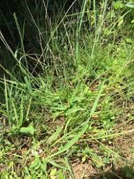 Image result for Digitaria longiflora